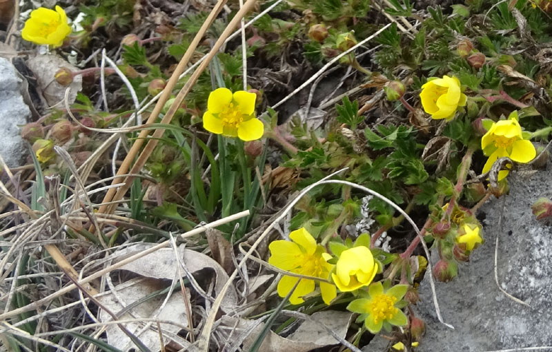 Potentilla